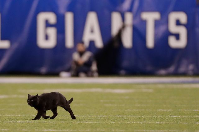 A black cat that scampered onto the field of MetLife Stadium during a Giants-Cowboys game.